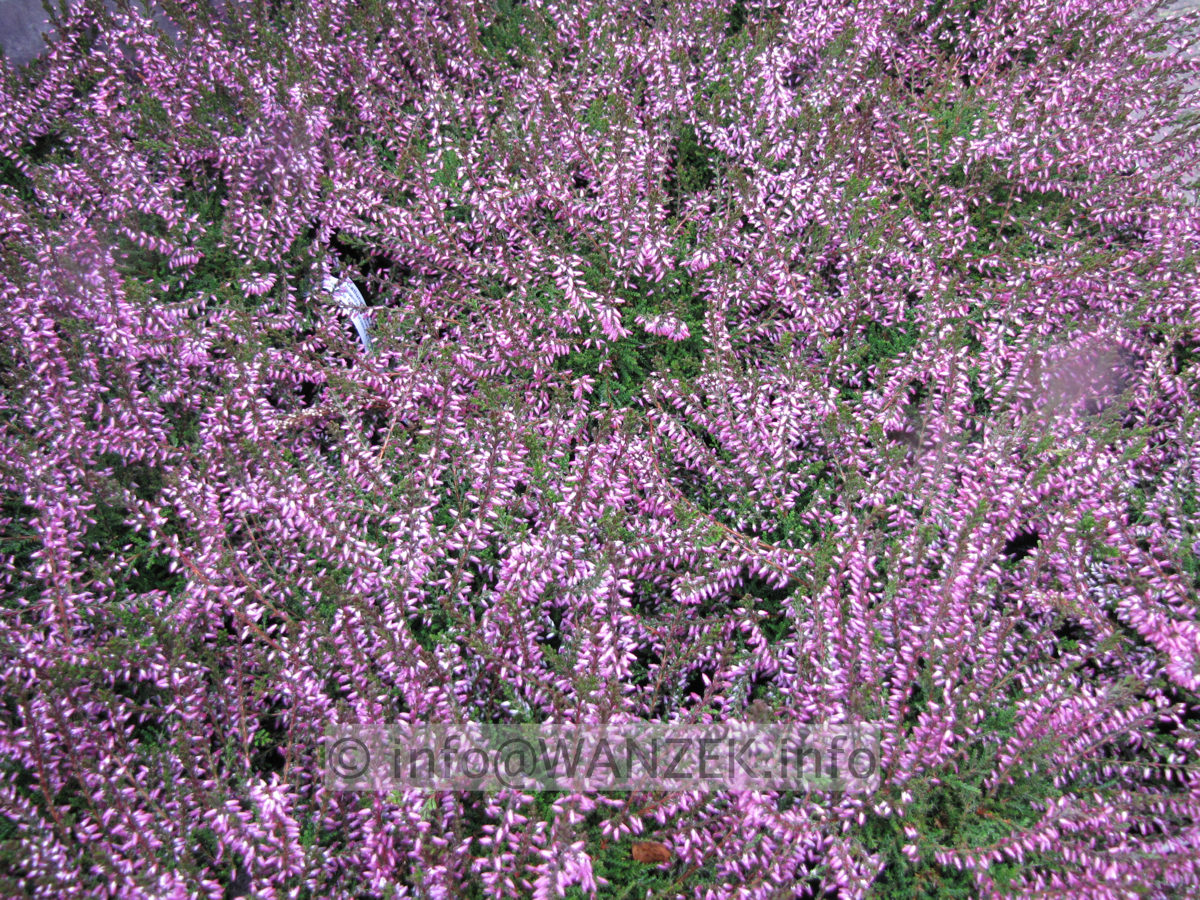 Calluna vulgaris Anette.JPG